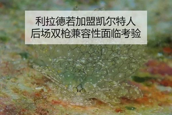 li-la-de-ruo-jia-meng-kai-er-te-ren-hou-chang-shuang-qiang-jian-rong-xing-mian-lin-kao-yan-2-312.jpg